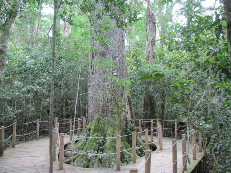 Tsitsikamma Forest’s Big Tree (Tsitsikamma National Park) - Alles wat u moet weten VOORDAT je gaat (met foto's) - Tripadvisor